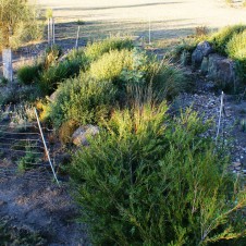 Garden bed was protected by netting fence