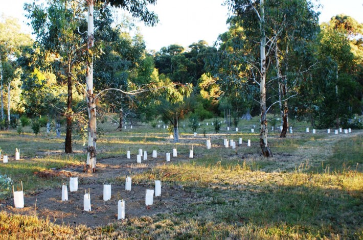 Understory plants are established under the trees