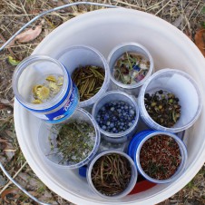 Small amounts of seed need to be collected every day in summer