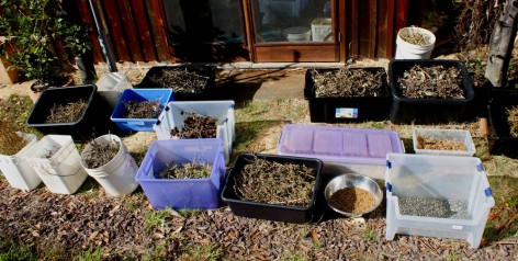  Fruit is dried in the sun untill it opens and seed can be collected