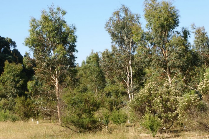 Plants are grown in groups to provide habitat