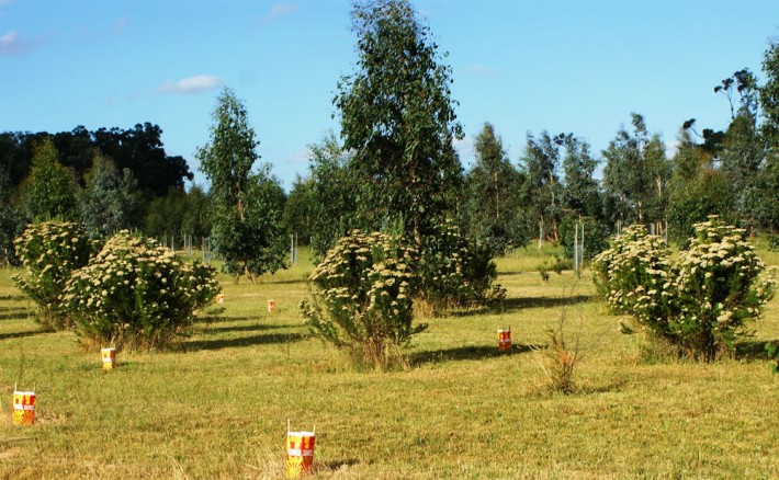 Shrubs were planted after the trees