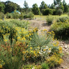 How native plants can transform your property