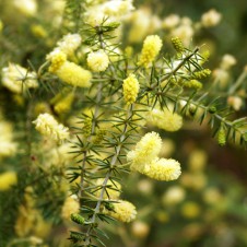 Acacia verticillata