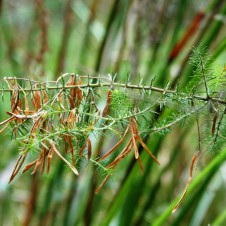 Acacia verticillata