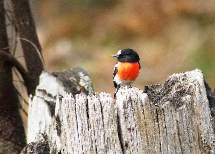 Male Scarlet Robin stands out whever it is