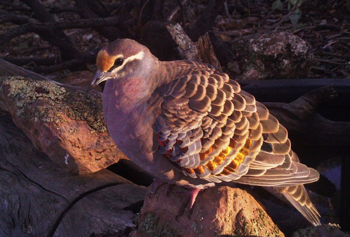 Male Bronzewing