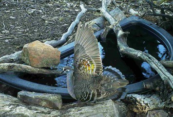 Male Bronzewing display