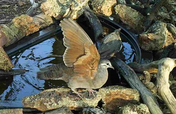 Female Bronzewing