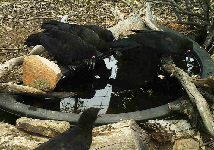 White winged Choughs with engorged eys