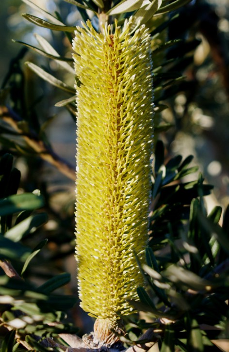Banksia marginata large cone