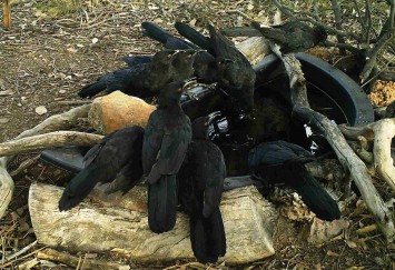 White winged Choughs drinking