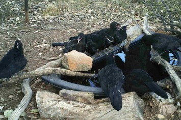 White winged choughs