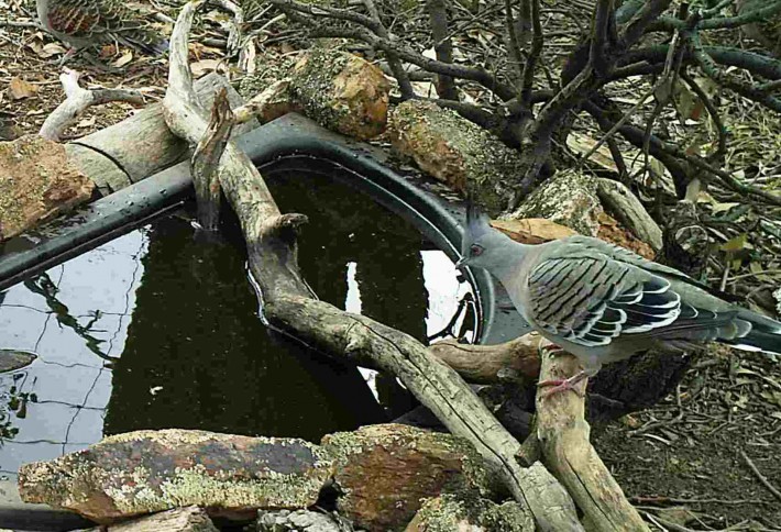 Crested pigeon