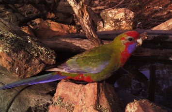 Juvenile Crimson Rosella