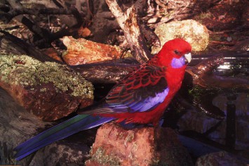 Adult Crimson Rosella