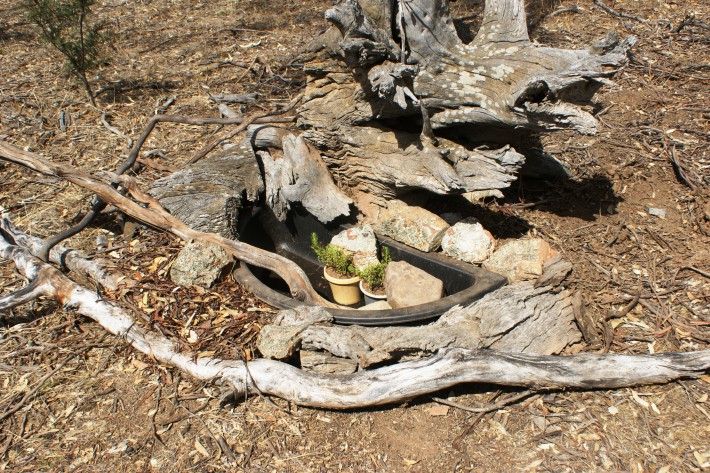 Surround the pond with habitat features