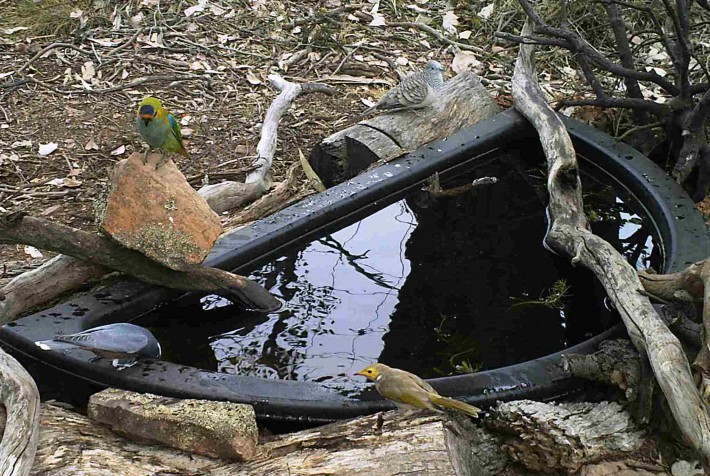 Purple-crowned Lorikeet, White-browed Woodswallow, Peaceful Dove and White-plumed Honeyeater