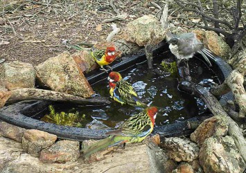 Eastern Rosella and Noisy Friarbird