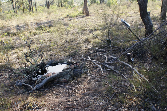 Pond in Kangaroo exclusion area