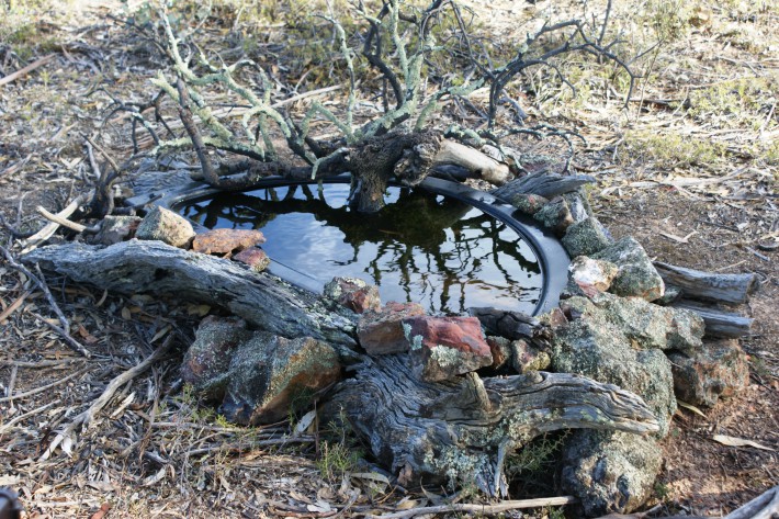 Pond in Kangaroo exclusion area