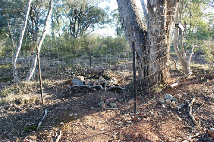 The NW Pond, showing the netting fence around it. This excludes Kangaroos and Wallabies which cause too many videos to be taken and also often knock over or move the cameras. Also, we do not want to encourage these species to stay in a particular area for too long.