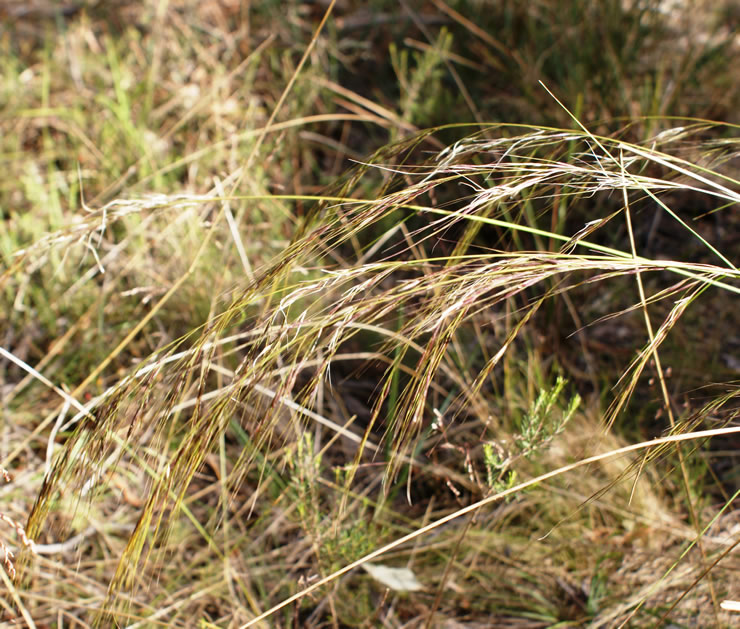 Spear Grass - Victorian Native Seed
